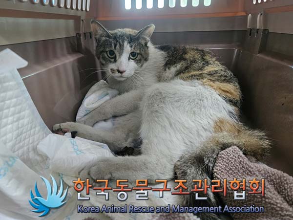 종료(입양) 한국 …